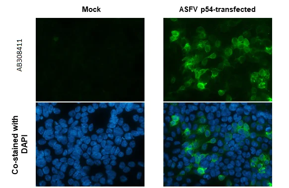Immunocytochemistry/ Immunofluorescence - Anti-ASFV p54 antibody [GT853] - BSA and Azide free (AB308411)