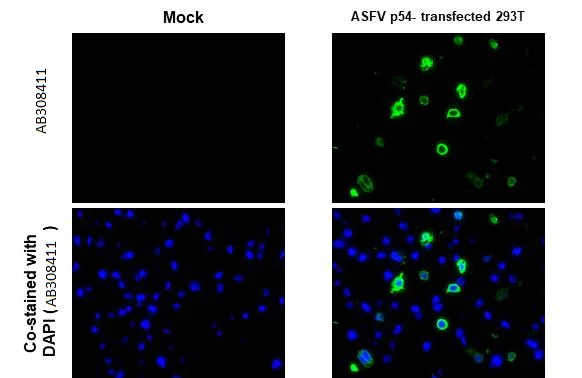 Immunohistochemistry (Formalin/PFA-fixed paraffin-embedded sections) - Anti-ASFV p54 antibody [GT853] - BSA and Azide free (AB308411)