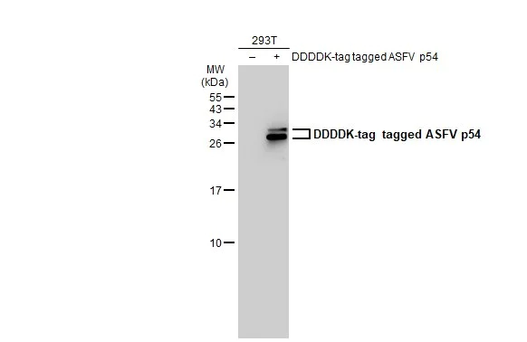 Western blot - Anti-ASFV p54 antibody [GT853] - BSA and Azide free (AB308411)