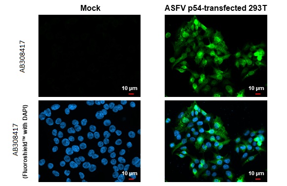 Immunocytochemistry/ Immunofluorescence - Anti-ASFV p54 antibody [HL1218] (AB308417), expandable thumbnail