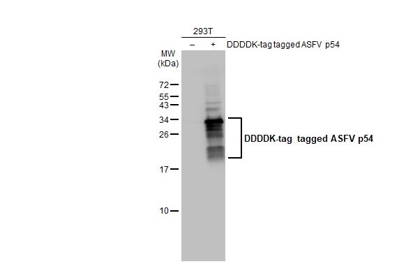 Western blot - Anti-ASFV p54 antibody [HL1218] (AB308417), expandable thumbnail