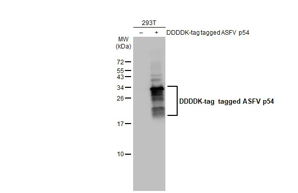 Western blot - Anti-ASFV p54 antibody [HL1218] (AB308417)