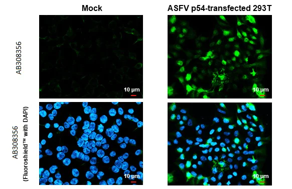 Immunocytochemistry/ Immunofluorescence - Anti-ASFV p54 antibody [HL1287] - BSA and Azide free (AB308356)