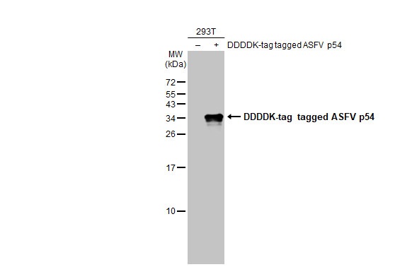 Western blot - Anti-ASFV p54 antibody [HL1287] - BSA and Azide free (AB308356), expandable thumbnail