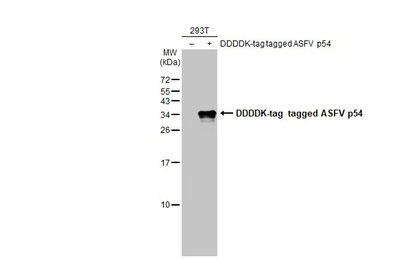 Western blot - Anti-ASFV p54 antibody [HL1287] - BSA and Azide free (AB308356)