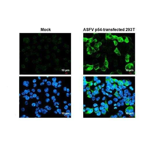 Immunocytochemistry/ Immunofluorescence - Anti-ASFV p54 antibody [HL1289] (AB317085)