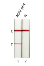 Lateral flow assay - Anti-ASFV p54 antibody [HL1289] (AB317085)