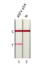 Lateral flow assay - Anti-ASFV p54 antibody [HL1289] (AB317085)
