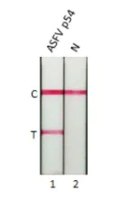 Lateral flow assay - Anti-ASFV p54 antibody [HL1289] (AB317085)