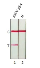 Lateral flow assay - Anti-ASFV p54 antibody [HL1289] (AB317085)