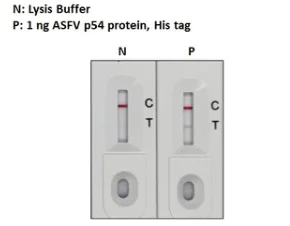 Lateral flow assay - Anti-ASFV p54 antibody [HL1289] (AB317085)