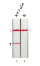 Lateral flow assay - Anti-ASFV p54 antibody [HL1289] (AB317085)