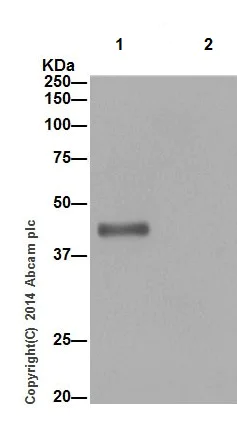 Immunoprecipitation - Anti-ASGR2 antibody [EPR16974] (AB197032)