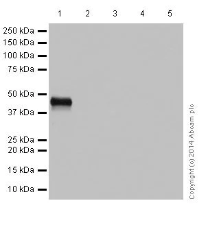 Western blot - Anti-ASGR2 antibody [EPR16974] (AB197032)