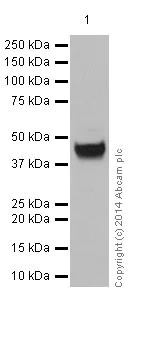 Western blot - Anti-ASGR2 antibody [EPR16974] (AB197032)