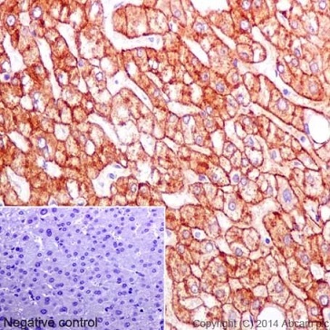 Immunohistochemistry (Formalin/PFA-fixed paraffin-embedded sections) - Anti-ASGR2 antibody [EPR16974] - BSA and Azide free (AB232664)