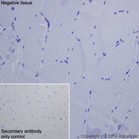 Immunohistochemistry (Formalin/PFA-fixed paraffin-embedded sections) - Anti-ASGR2 antibody [EPR16975] - BSA and Azide free (AB216521)
