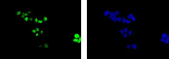 Immunocytochemistry/ Immunofluorescence - Anti-ASH2L antibody [EPR13106] (AB181117)