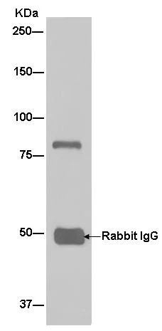 Immunoprecipitation - Anti-ASH2L antibody [EPR13106] (AB181117)