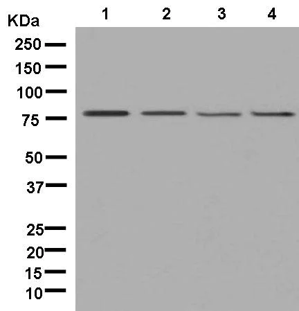 Western blot - Anti-ASH2L antibody [EPR13106] (AB181117)