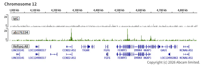 ChIC/CUT&RUN sequencing - Anti-ASH2L antibody [EPR13107(B)] - BSA and Azide free (AB240191)