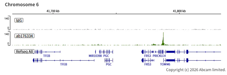ChIC/CUT&RUN sequencing - Anti-ASH2L antibody [EPR13107(B)] - BSA and Azide free (AB240191)