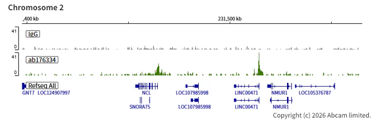 ChIC/CUT&RUN sequencing - Anti-ASH2L antibody [EPR13107(B)] - BSA and Azide free (AB240191)