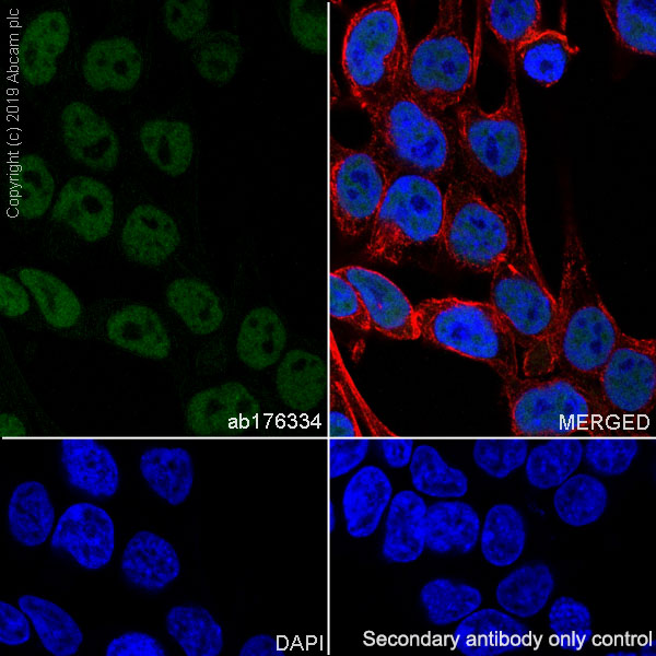 Immunocytochemistry/ Immunofluorescence - Anti-ASH2L antibody [EPR13107(B)] - BSA and Azide free (AB240191), expandable thumbnail