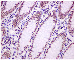Immunohistochemistry (Formalin/PFA-fixed paraffin-embedded sections) - Anti-ASH2L antibody [EPR13107(B)] - BSA and Azide free (ab240191), expandable thumbnail