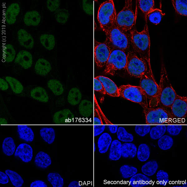 Immunocytochemistry/ Immunofluorescence - Anti-ASH2L antibody [EPR13107(B)] - Nuclear Marker (AB176334)