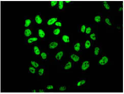 Immunocytochemistry/ Immunofluorescence - Anti-ASH2L antibody [EPR13107(B)] - Nuclear Marker (AB176334)