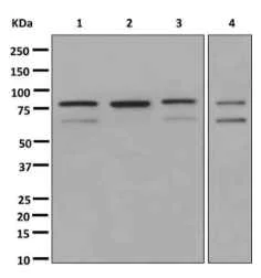 Western blot - Anti-ASH2L antibody [EPR13107(B)] - Nuclear Marker (AB176334)