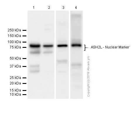 Western blot - Anti-ASH2L antibody [EPR13107(B)] - Nuclear Marker (AB176334)