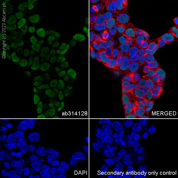 Immunocytochemistry/ Immunofluorescence - Anti-ASH2L antibody [EPR28054-48] - BSA and Azide free (ab314129), expandable thumbnail