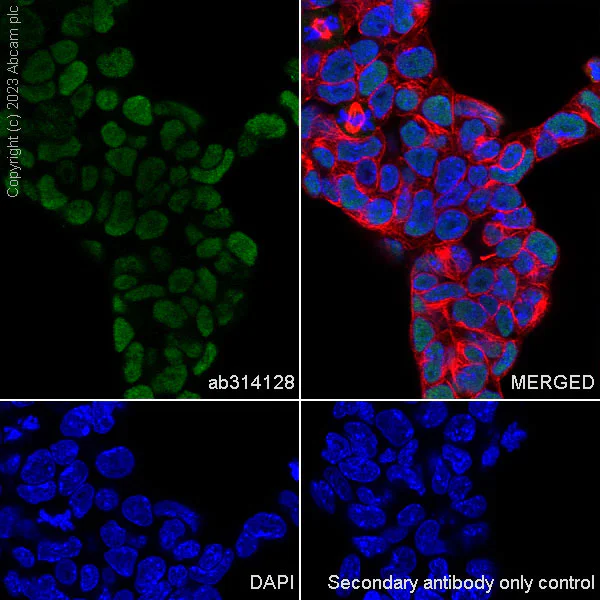 Immunocytochemistry/ Immunofluorescence - Anti-ASH2L antibody [EPR28054-48] - BSA and Azide free (AB314129)