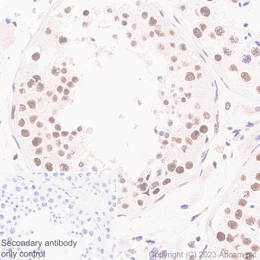 Immunohistochemistry (Formalin/PFA-fixed paraffin-embedded sections) - Anti-ASH2L antibody [EPR28054-48] - BSA and Azide free (ab314129), expandable thumbnail