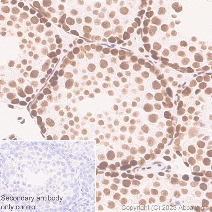 Immunohistochemistry (Formalin/PFA-fixed paraffin-embedded sections) - Anti-ASH2L antibody [EPR28054-48] - BSA and Azide free (ab314129), expandable thumbnail