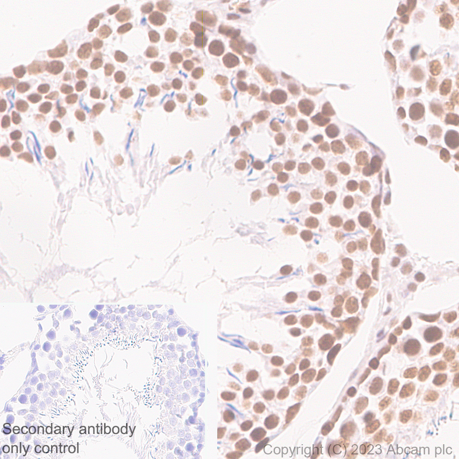 Immunohistochemistry (Formalin/PFA-fixed paraffin-embedded sections) - Anti-ASH2L antibody [EPR28054-48] - BSA and Azide free (ab314129), expandable thumbnail