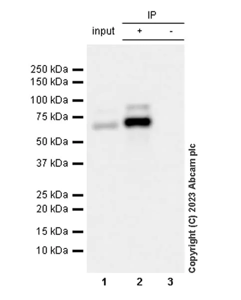 Immunoprecipitation - Anti-ASH2L antibody [EPR28054-48] - BSA and Azide free (AB314129)