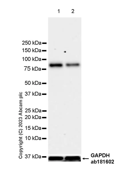 Western blot - Anti-ASH2L antibody [EPR28054-48] - BSA and Azide free (AB314129)