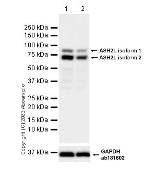 Western blot - Anti-ASH2L antibody [EPR28054-48] - BSA and Azide free (AB314129), expandable thumbnail