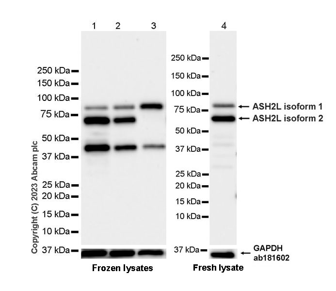 Western blot - Anti-ASH2L antibody [EPR28054-48] - BSA and Azide free (AB314129), expandable thumbnail