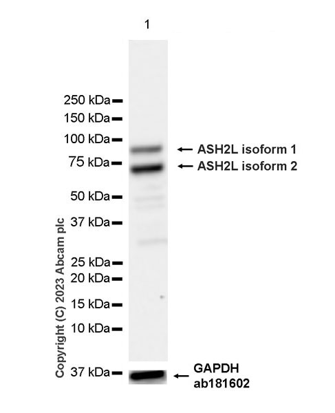 Western blot - Anti-ASH2L antibody [EPR28054-48] - BSA and Azide free (AB314129), expandable thumbnail