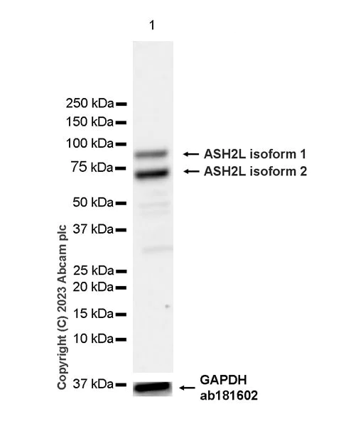 Western blot - Anti-ASH2L antibody [EPR28054-48] - BSA and Azide free (AB314129)