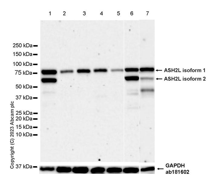 Western blot - Anti-ASH2L antibody [EPR28054-48] - BSA and Azide free (AB314129), expandable thumbnail