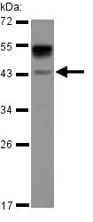 Western blot - Anti-Asialoglycoprotein Receptor 1/HL-1 antibody (AB127896)