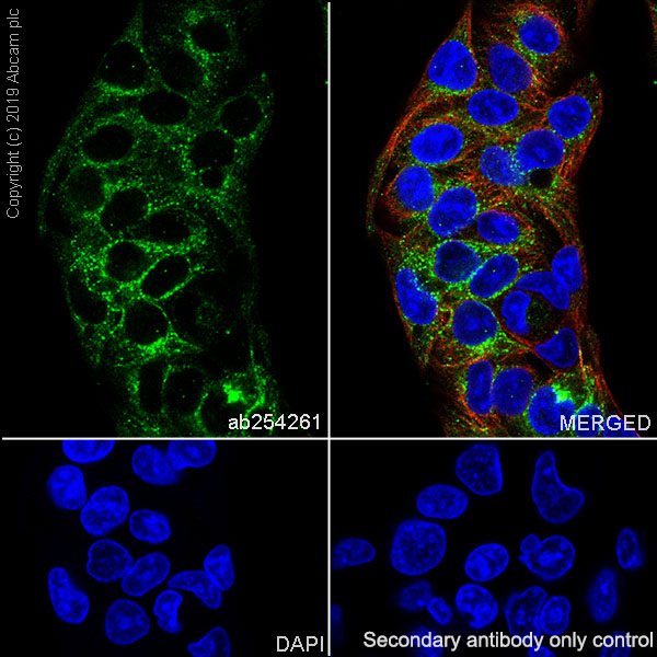 Immunocytochemistry/ Immunofluorescence - Anti-Asialoglycoprotein Receptor 1/HL-1 antibody [EPR22639-68] (ab254261), expandable thumbnail
