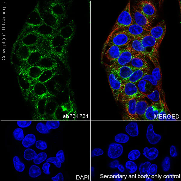 Immunocytochemistry/ Immunofluorescence - Anti-Asialoglycoprotein Receptor 1/HL-1 antibody [EPR22639-68] (AB254261)