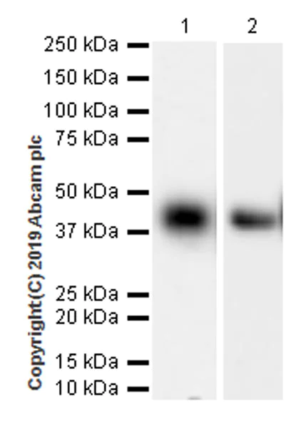 Western blot - Anti-Asialoglycoprotein Receptor 1/HL-1 antibody [EPR22639-68] (AB254261)