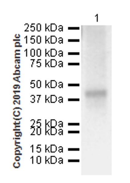 Western blot - Anti-Asialoglycoprotein Receptor 1/HL-1 antibody [EPR22639-68] (AB254261), expandable thumbnail